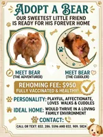 Bear, a male Pomeranian for sale in Austin, TX – 2 of 3