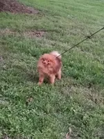 Bear, a male Pomeranian for sale in Austin, TX – 3 of 3