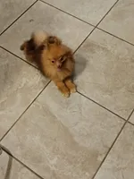 Bear, a male Pomeranian for sale in Austin, TX – 1 of 3
