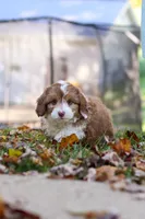 Charlie, a male Miniature Aussiedoodle for sale in Sugarcreek, OH – 6 of 9