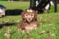Maggie, a female Miniature Aussiedoodle for sale in Sugarcreek, OH – 4 of 6