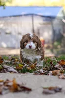 Charlie, a male Miniature Aussiedoodle for sale in Sugarcreek, OH – 3 of 9