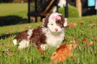 Pansy, a female Miniature Aussiedoodle for sale in Sugarcreek, OH – 3 of 7
