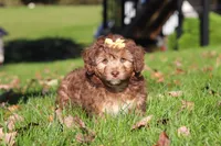 Maggie, a female Miniature Aussiedoodle for sale in Sugarcreek, OH – 5 of 6