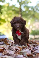 Cody, a male Miniature Aussiedoodle for sale in Sugarcreek, OH – 2 of 9