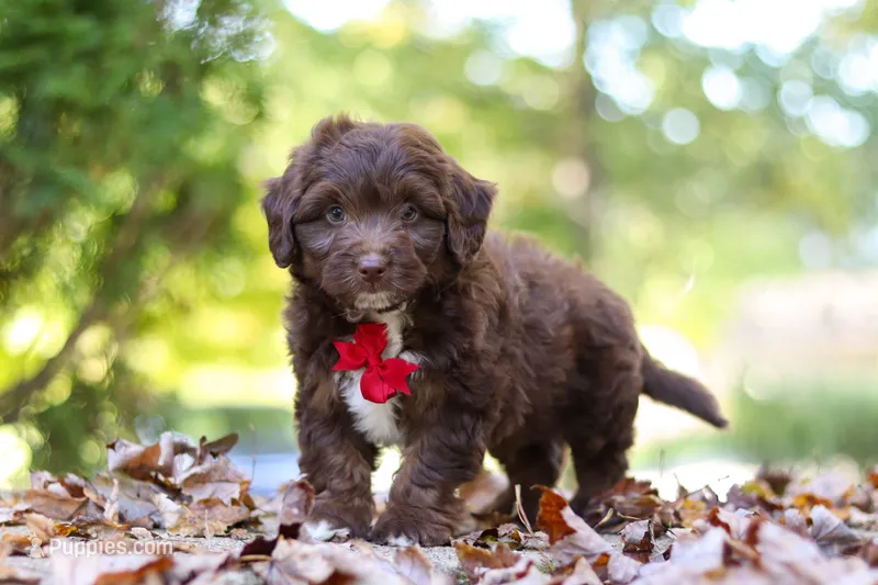 Cody – Miniature Aussiedoodle puppy for sale in Sugarcreek, OH