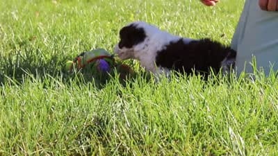 Pansy, a female Miniature Aussiedoodle for sale in Sugarcreek, OH – 7 of 7