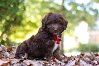 Cody, a male Miniature Aussiedoodle for sale in Sugarcreek, OH – 8 of 9