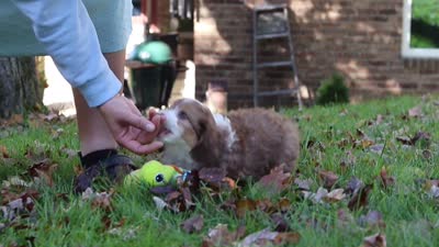Charlie, a male Miniature Aussiedoodle for sale in Sugarcreek, OH – 9 of 9