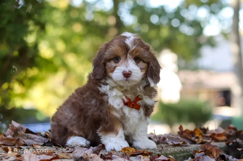 Charlie – Miniature Aussiedoodle puppy for sale in Sugarcreek, OH