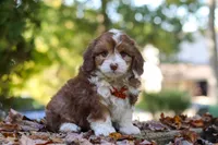 Charlie, a male Miniature Aussiedoodle for sale in Sugarcreek, OH – 1 of 9