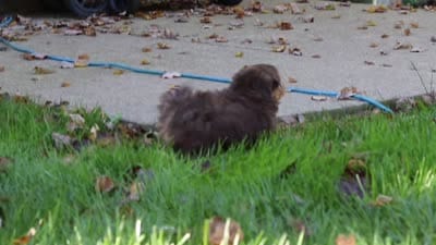Daisy, a female Miniature Aussiedoodle for sale in Sugarcreek, OH – 7 of 7