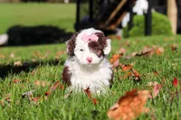 Pansy, a female Miniature Aussiedoodle for sale in Sugarcreek, OH – 6 of 7