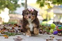 Daisy, a female Miniature Aussiedoodle for sale in Sugarcreek, OH – 3 of 7