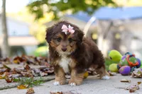 Daisy, a female Miniature Aussiedoodle for sale in Sugarcreek, OH – 4 of 7