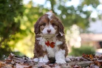 Charlie, a male Miniature Aussiedoodle for sale in Sugarcreek, OH – 2 of 9