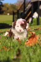 Pansy, a female Miniature Aussiedoodle for sale in Sugarcreek, OH – 4 of 7