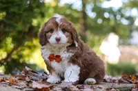 Charlie, a male Miniature Aussiedoodle for sale in Sugarcreek, OH – 7 of 9