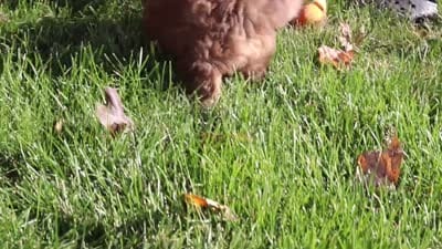 Maggie, a female Miniature Aussiedoodle for sale in Sugarcreek, OH – 6 of 6
