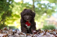 Cody, a male Miniature Aussiedoodle for sale in Sugarcreek, OH – 4 of 9