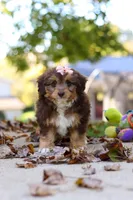 Daisy, a female Miniature Aussiedoodle for sale in Sugarcreek, OH – 6 of 7