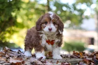 Charlie, a male Miniature Aussiedoodle for sale in Sugarcreek, OH – 4 of 9