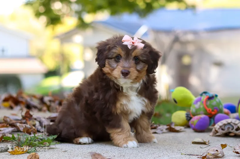 Daisy – Miniature Aussiedoodle puppy for sale in Sugarcreek, OH