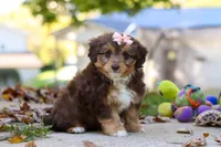 Daisy, a female Miniature Aussiedoodle for sale in Sugarcreek, OH – 1 of 7