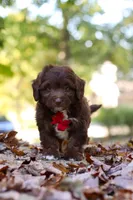 Cody, a male Miniature Aussiedoodle for sale in Sugarcreek, OH – 7 of 9