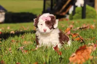 Pansy, a female Miniature Aussiedoodle for sale in Sugarcreek, OH – 2 of 7