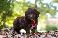 Cody, a male Miniature Aussiedoodle for sale in Sugarcreek, OH – 5 of 9