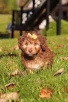 Maggie, a female Miniature Aussiedoodle for sale in Sugarcreek, OH – 2 of 6