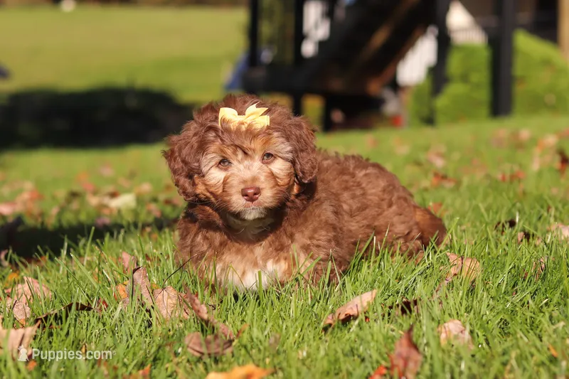 Maggie – Miniature Aussiedoodle puppy for sale in Sugarcreek, OH