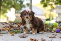Daisy, a female Miniature Aussiedoodle for sale in Sugarcreek, OH – 2 of 7