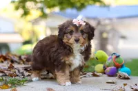 Daisy, a female Miniature Aussiedoodle for sale in Sugarcreek, OH – 5 of 7