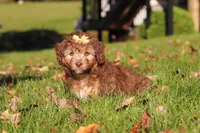 Maggie, a female Miniature Aussiedoodle for sale in Sugarcreek, OH – 3 of 6