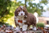 Charlie, a male Miniature Aussiedoodle for sale in Sugarcreek, OH – 5 of 9