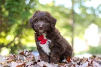 Cody, a male Miniature Aussiedoodle for sale in Sugarcreek, OH – 3 of 9