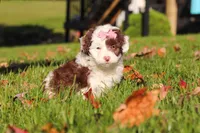 Pansy, a female Miniature Aussiedoodle for sale in Sugarcreek, OH – 5 of 7