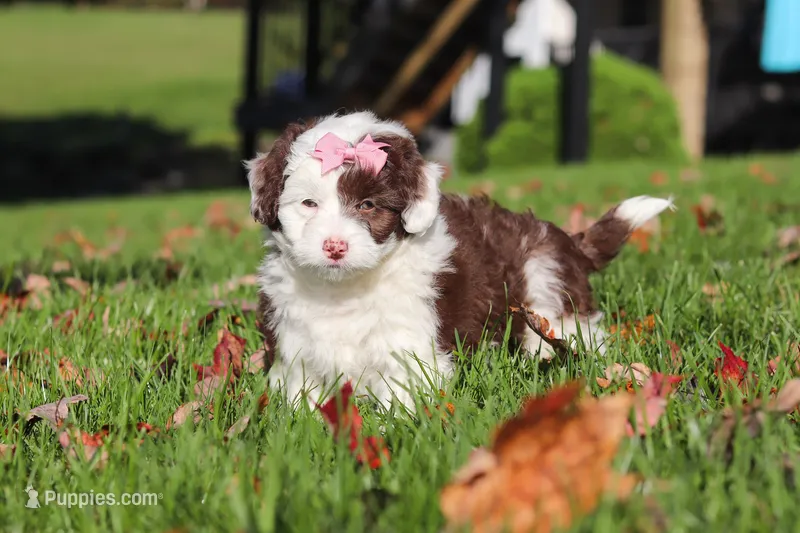 Pansy – Miniature Aussiedoodle puppy for sale in Sugarcreek, OH