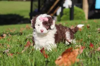 Pansy, a female Miniature Aussiedoodle for sale in Sugarcreek, OH – 1 of 7