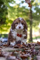 Charlie, a male Miniature Aussiedoodle for sale in Sugarcreek, OH – 8 of 9
