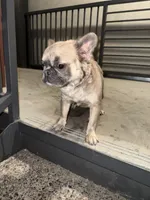 Muffin 💕, a female French Bulldog for sale in Phoenix, IL – 2 of 5