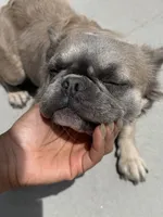 Muffin 💕, a female French Bulldog for sale in Phoenix, IL – 3 of 5