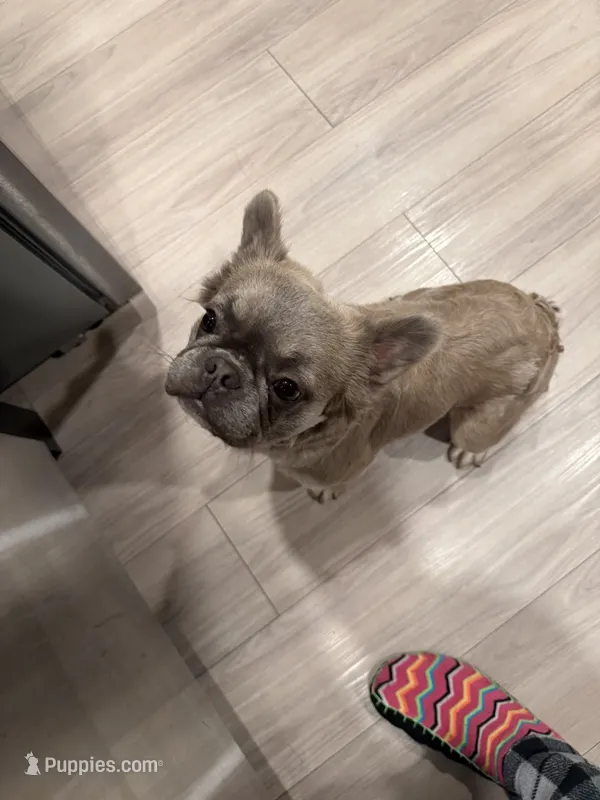 Muffin 💕 – French Bulldog puppy for sale in Phoenix, IL