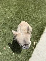 Muffin 💕, a female French Bulldog for sale in Phoenix, IL – 5 of 5