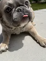Muffin 💕, a female French Bulldog for sale in Phoenix, IL – 4 of 5