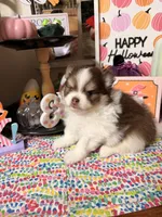 Johnny, a male Pomeranian for sale in Locust Grove, GA – 2 of 7