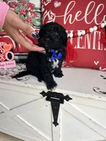 Jon Snow, a male Goldendoodle for sale in Locust Grove, GA – Photo 2 of 3