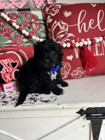 Jon Snow, a male Goldendoodle for sale in Locust Grove, GA – Photo 3 of 3